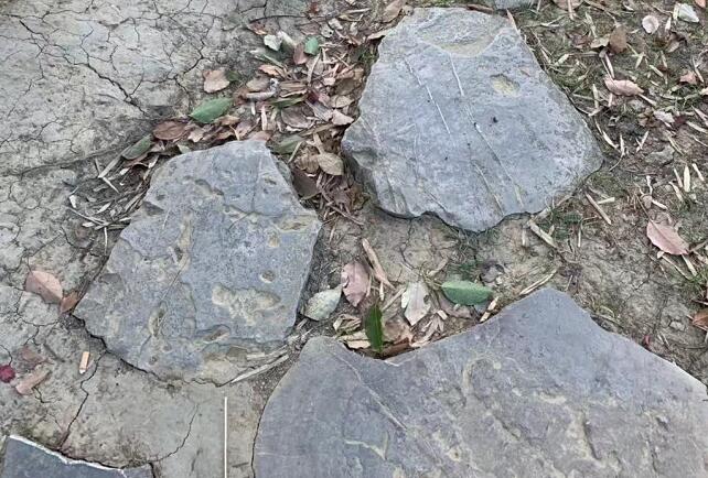 头皮屑多是什么原因