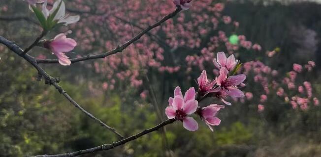 花开的句子唯美