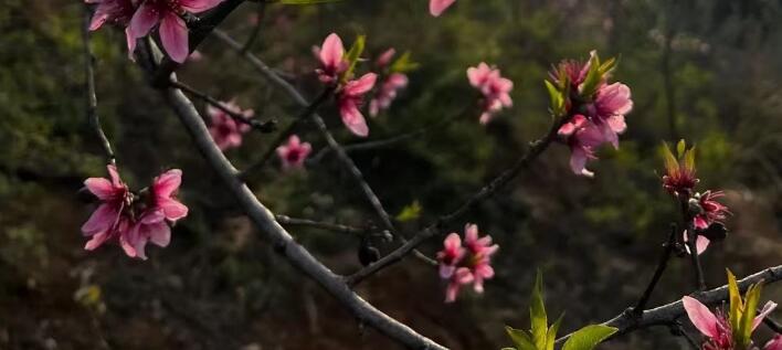 花开的句子唯美