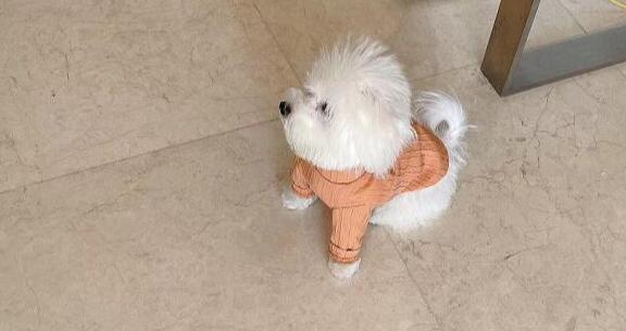 马尔济斯犬多少钱一只